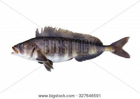 Alive Atka Mackerel (pleurogrammus Monopterygius, Kitano-hokke) Fish Isolated On White Background. A