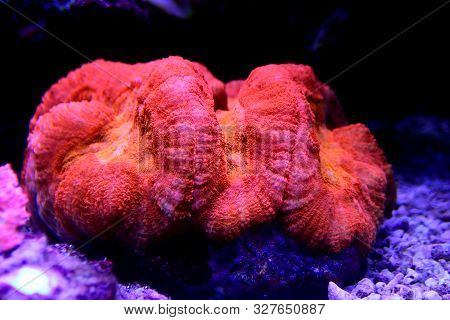 Colorful Aussie Lobophyllia Lps Coral In Reef Aquarium Tank
