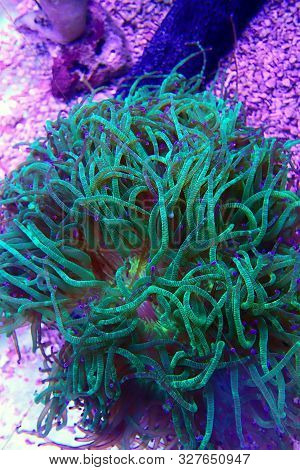 Wonder Elegance Lps Coral - Catalaphyllia Jardinei