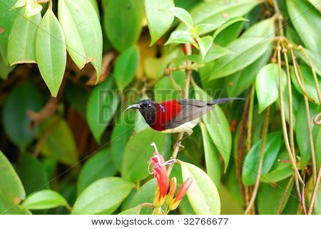 Mężczyzna czarnogardły Sunbird