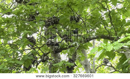 Wide View Of White-capped Noddy Terns Nesting In A Pisonia Tree