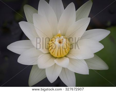White lotus flower. Waterlily blossom