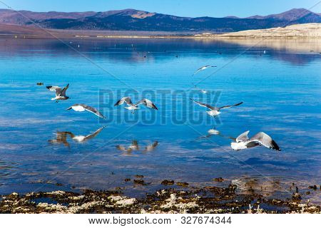 Evening by the lake. Great number of various birds nest on coast. Picturesque Mono Lake with lime-tuff towers. USA. The concept of active, ecological, exotic and photo tourism