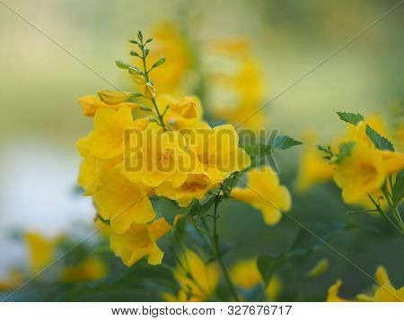 Magnoliophyta, Angiospermae Gold Yellow Trumpet Flower, Ellow Elder, Trumpetbush, Tecoma Stans Blurr