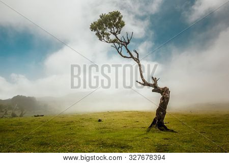 Beautiful landscape of an ancient tree in Madeira Island - Portugal