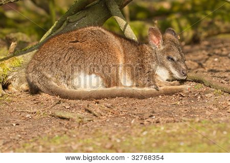 ตัว Wallaby ปาร์มานอน