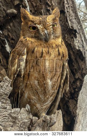 Madagascar Scops-owl  ( Otus Rutilus), Pemba Dwergooruil, Malagasy