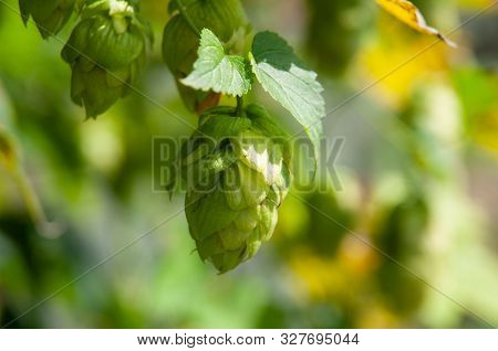 Strobile Or Cone Of A Hop Hanging On Plant, Beer Ingredient And Herbal Medicine