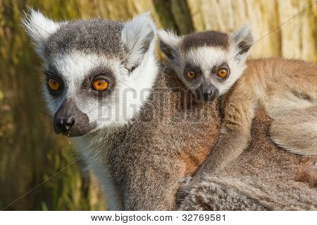 Lemur Kata (lemur Kata)