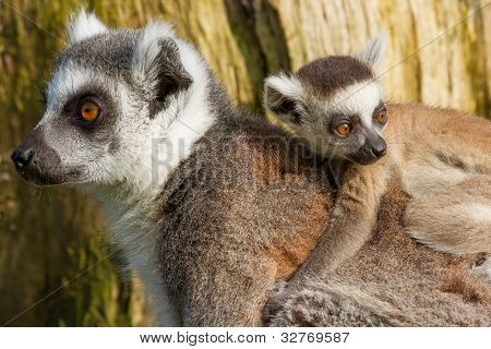 Ring-tailed Lemur (lemur Catta)