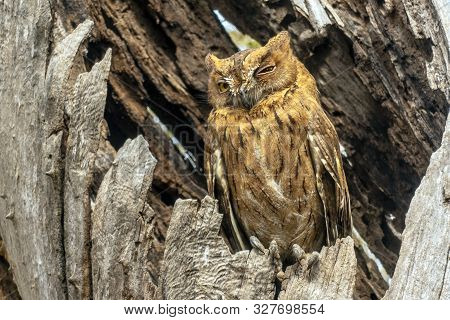 Madagascar Scops-owl  ( Otus Rutilus), Pemba Dwergooruil, Malagasy