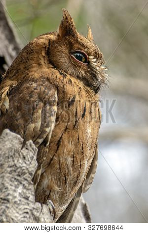Madagascar Scops-owl  ( Otus Rutilus), Pemba Dwergooruil, Malagasy