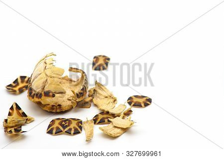 Turtle Shell Carcass Broken On White Background. Broken Shell Damaged Tortoise.