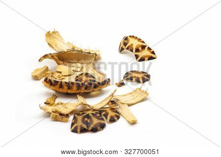 Turtle Shell Carcass Broken On White Background. Broken Shell Damaged Tortoise.