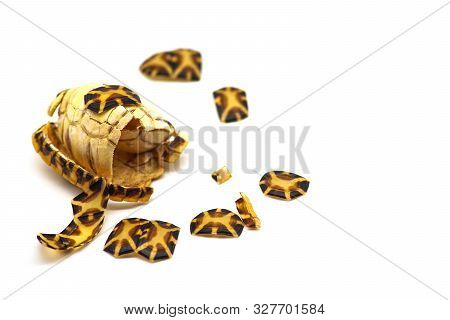Turtle Shell Carcass Broken On White Background. Broken Shell Damaged Tortoise.