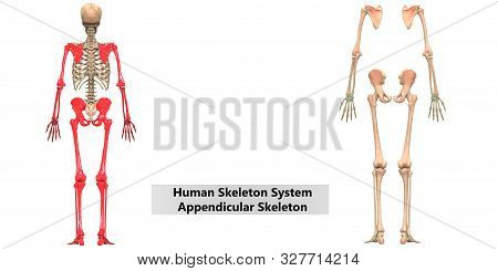 3d Illustration Concept Of Human Skeleton System Axial Skeleton Anatomy Posterior View