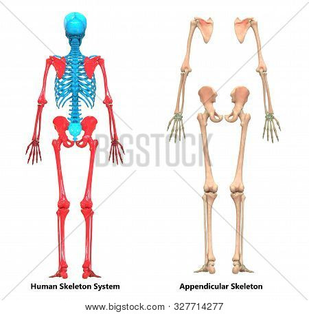 3d Illustration Concept Of Human Skeleton System Appendicular Skeleton Anatomy Posterior View