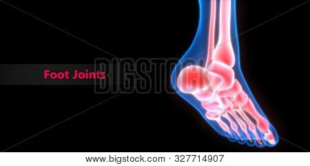 3d Illustration Of Human Skeleton System Foot Joints Anatomy