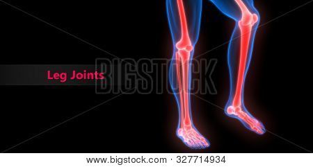 3d Illustration Of Human Skeleton System Leg Joints Anatomy