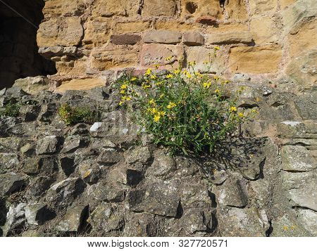 Yellow Common Dandelion Flower