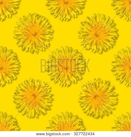 Seamless Yellow Flower Patterm On Yellow Background. Dandelion Flower Summer Background Close Up.