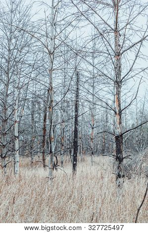 Dead Pine Forest. Zone Of Radiation Contamination. The Techa River, Chelyabinsk Region, Russia. Vert