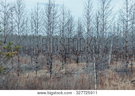 Dead Pine Forest. Zone Of Radiation Contamination. The Techa River, Chelyabinsk Region, Russia. Hori
