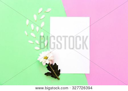 White Chrysanthemum With Copy Space On A Green And Pink Background