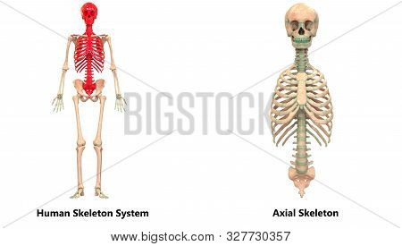 3d Illustration Of Human Skeleton System Axial Skeleton Anatomy Anterior View