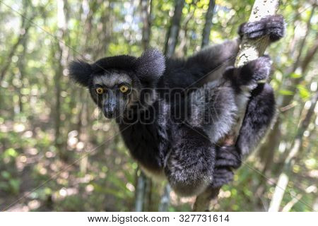 Beautiful Image Of The Indri Lemur - Indri Indri. Wild Nature,close Up