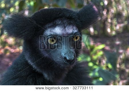 Beautiful Image Of The Indri Lemur - Indri Indri. Portrait.