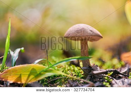 Leccinum Versipelle Mushroom. Orange Birch Bolete In Autumn Forest. Seasonal Collection Of Edible Mu