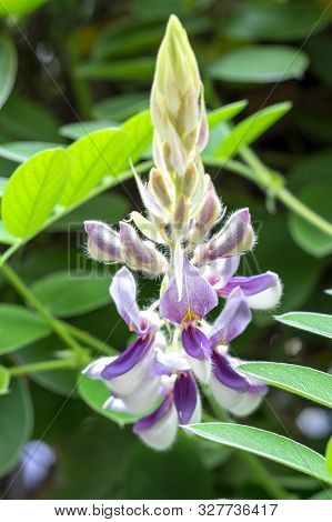 The Flower Name Kanpai Mahidol. The Scientific Name Is Afgekia Mahidoliae B. L. Burtt %26 Chermsir.