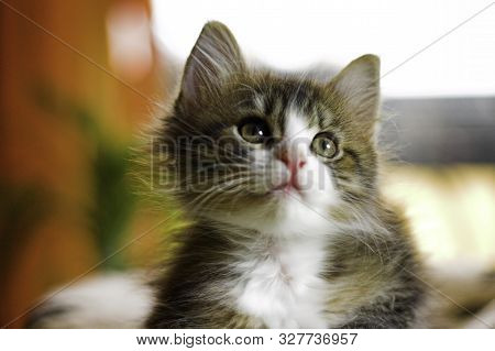 Portrait Of A Young Cute Maincoon Cat With Open Eyes