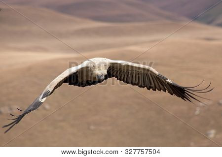 Cape Vulture, Giants Castle, Drakensberg, Kwazulu Natal, South Africa