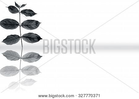 Rangoon Creeper Or Chinese Honeysuckle Or Madhu Malti Or Combretum Indicum Vine Plant's Leaves Isola