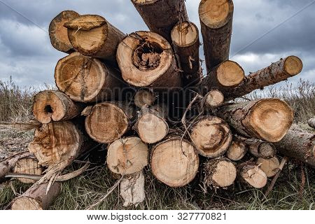 On A Cloudy Autumn Day Along The Road In The Mud There Are Many Rough Logs Of Softwood. In The Backg