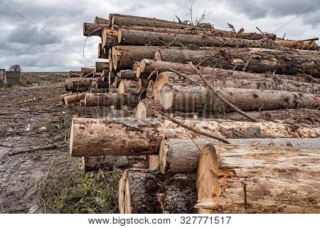 On A Cloudy Autumn Day Along The Road In The Mud There Are Many Rough Logs Of Softwood. In The Backg