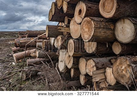 On A Cloudy Autumn Day Along The Road In The Mud There Are Many Rough Logs Of Softwood. In The Backg