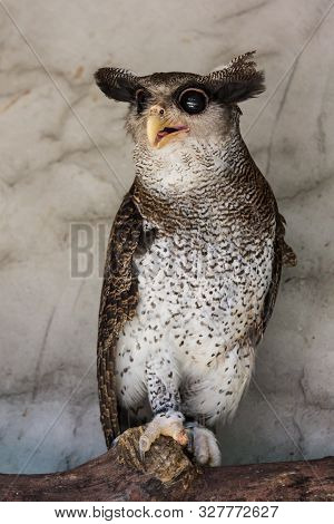 Portrait Of Angry Frightened Barred Eagle-owl, Also Called The Malay Eagle-owl, Awaked And Disturbed