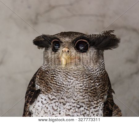 Portrait Of Angry Frightened Barred Eagle-owl, Also Called The Malay Eagle-owl, Awaked And Disturbed