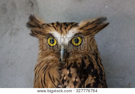 Portrait Of Angry Frightened Buffy Fish Owl, Ketupa Ketupu, Also Known As The Malay Fish Owl, Awaken