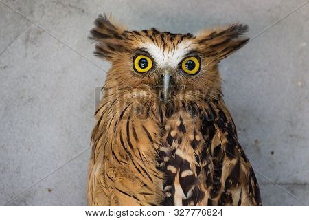 Portrait Of Angry Frightened Buffy Fish Owl, Ketupa Ketupu, Also Known As The Malay Fish Owl, Awaken