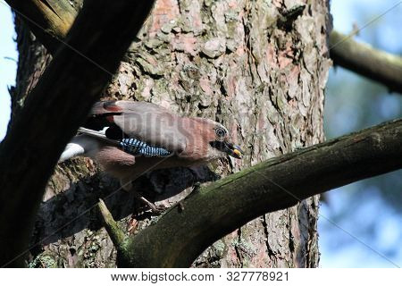Vivid Jaybird With Acorn In Beak Play On Pine Tree