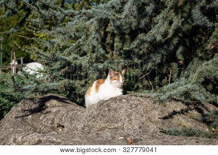 Tabby White Orange Cat Lazy And Sleepy On Stone Backround Stone Pine