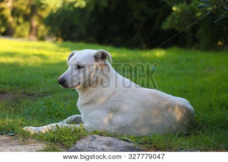 White Mix Street Dog Lying On The Grass And Grins