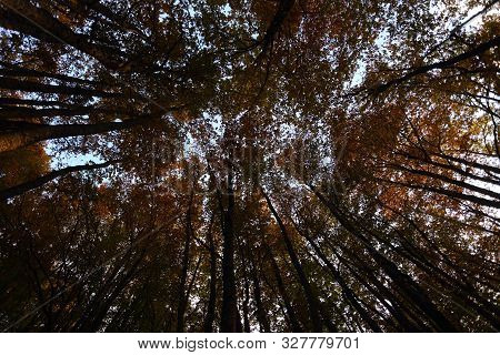 National Park Of Abruzzo, Lazio And Molise - The Tops Of Beech Trees In October