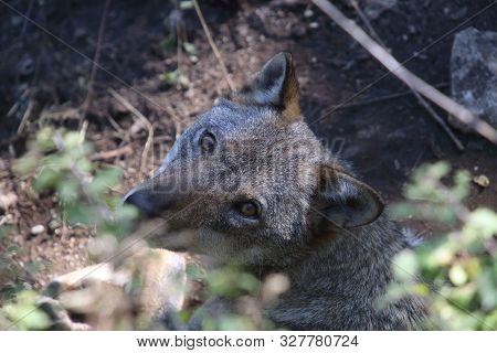 The Wolves In The Wildlife Area Of Civitella Alfedena