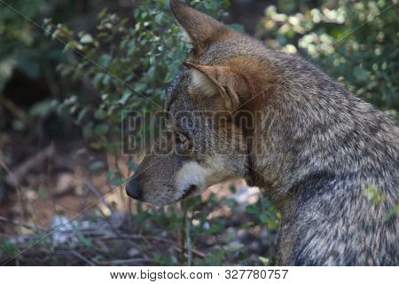 The Wolves In The Wildlife Area Of Civitella Alfedena