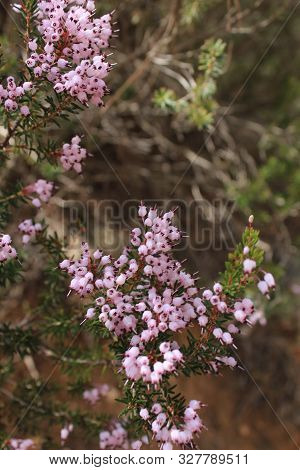 Erica Canaliculata Pink Flowers In The Mountain In Spring